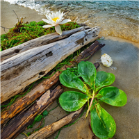 Salty Sea Air Fragrance Oil 16080